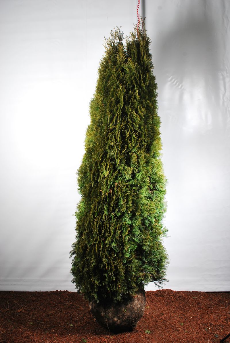 Thuja occidentalis &