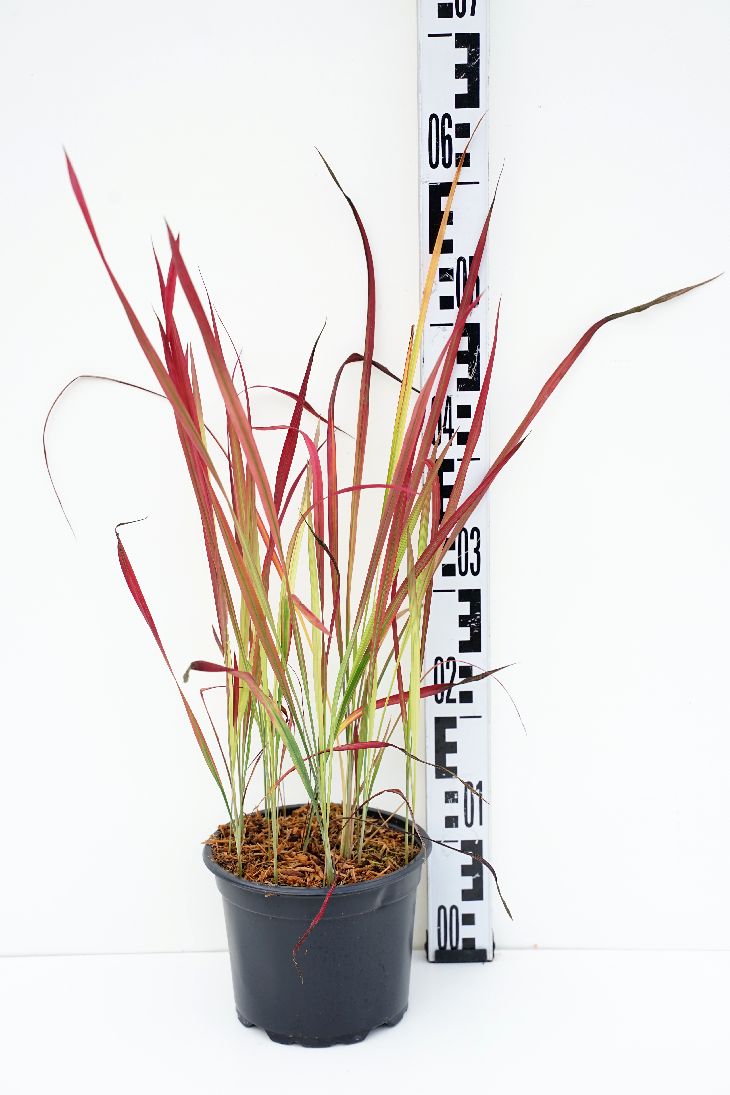 Imperata cylindrica &
