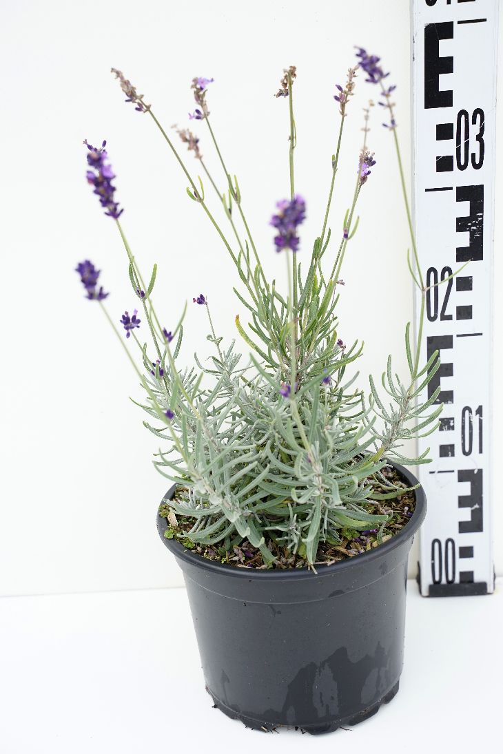 Lavandula ang. &