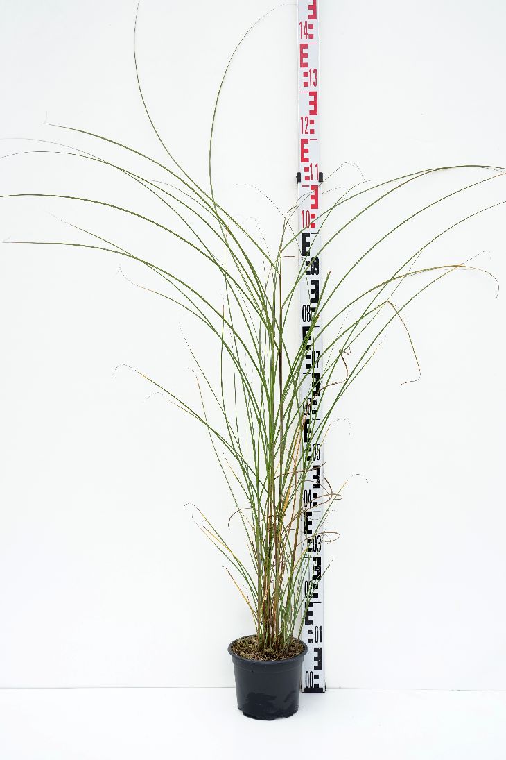 Miscanthus sinensis &
