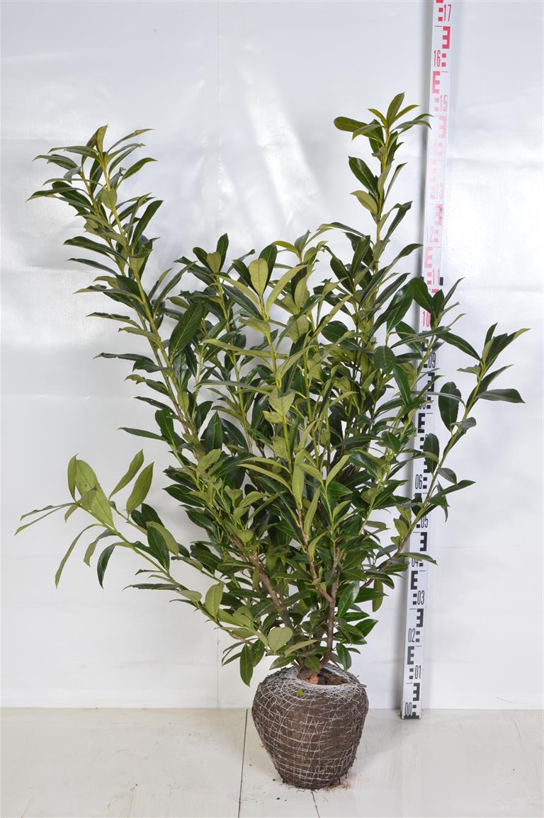 Prunus laurocerasus &