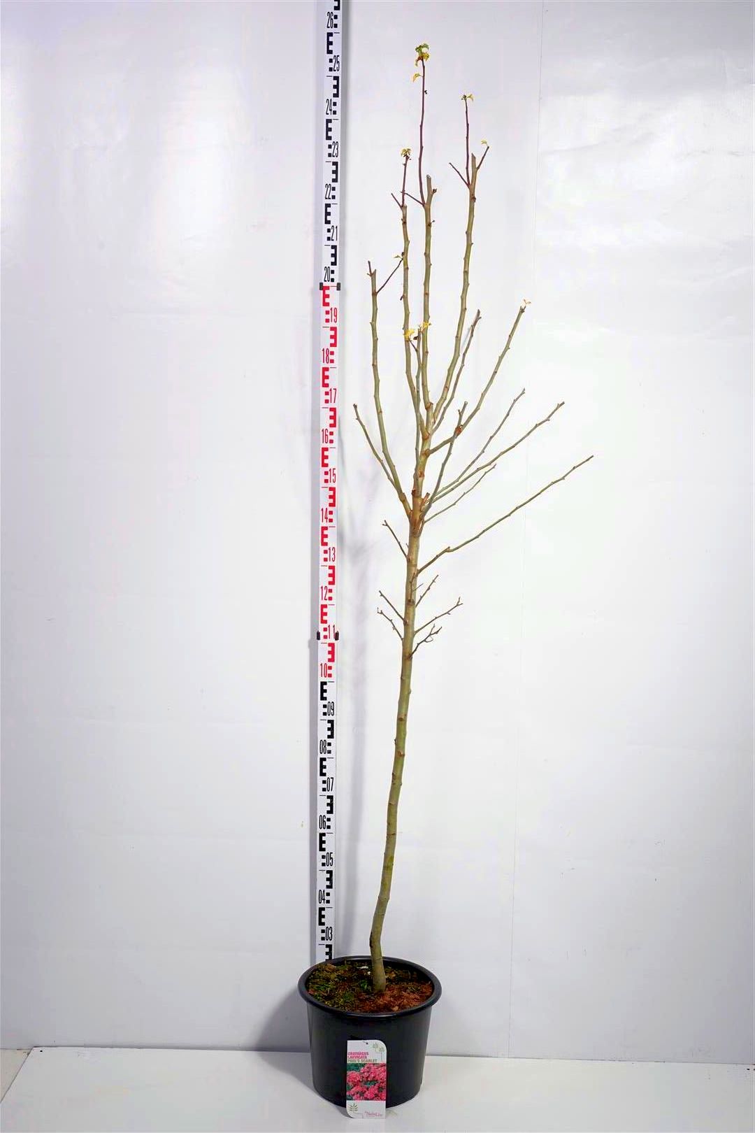 Crataegus media &