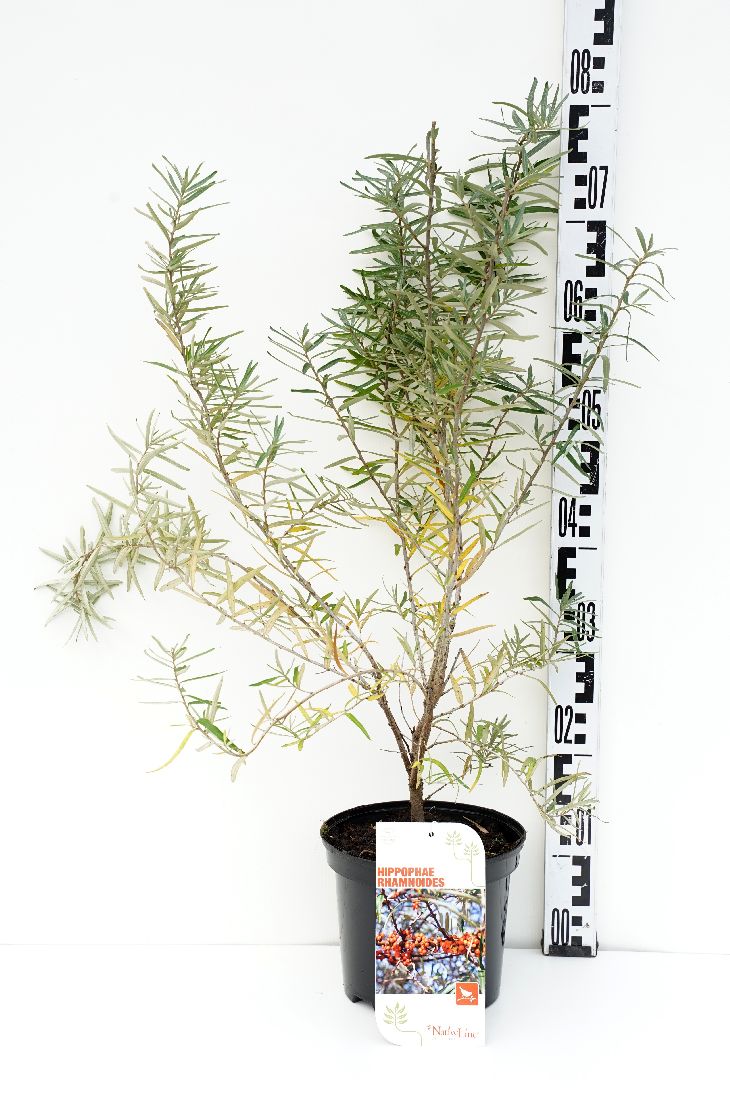 Hippophae rhamnoides C7,5 (7,5 liters kruka) 80-100 cm