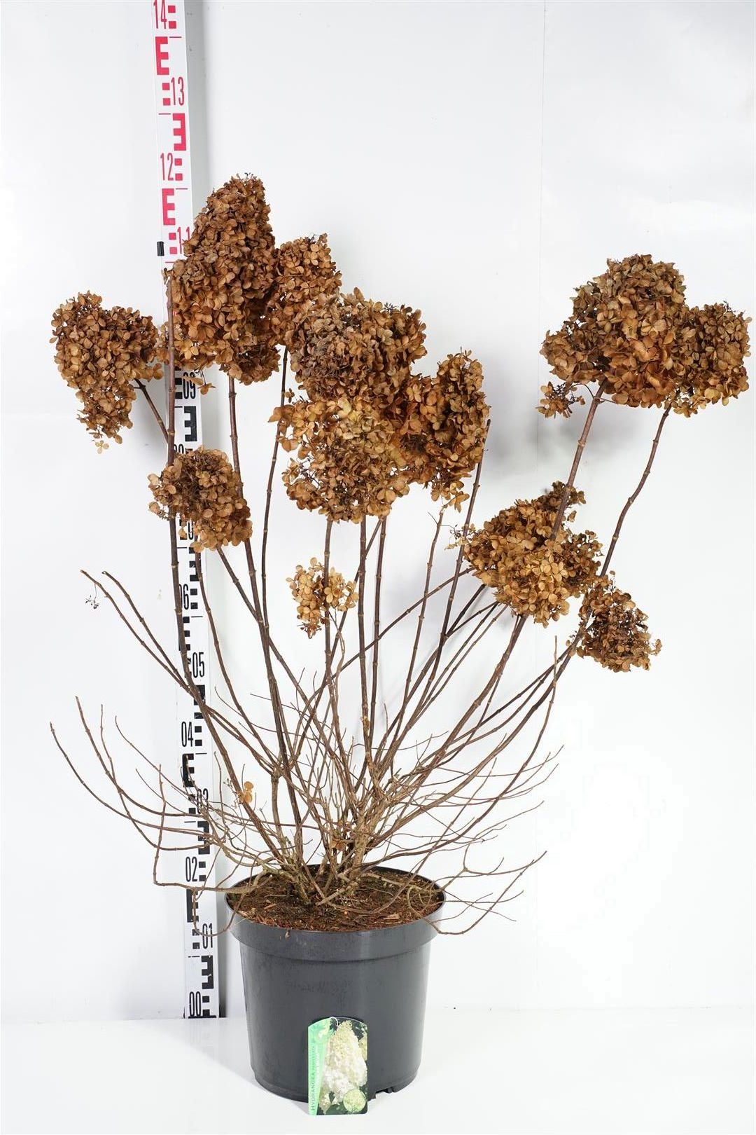 Hydrangea paniculata &