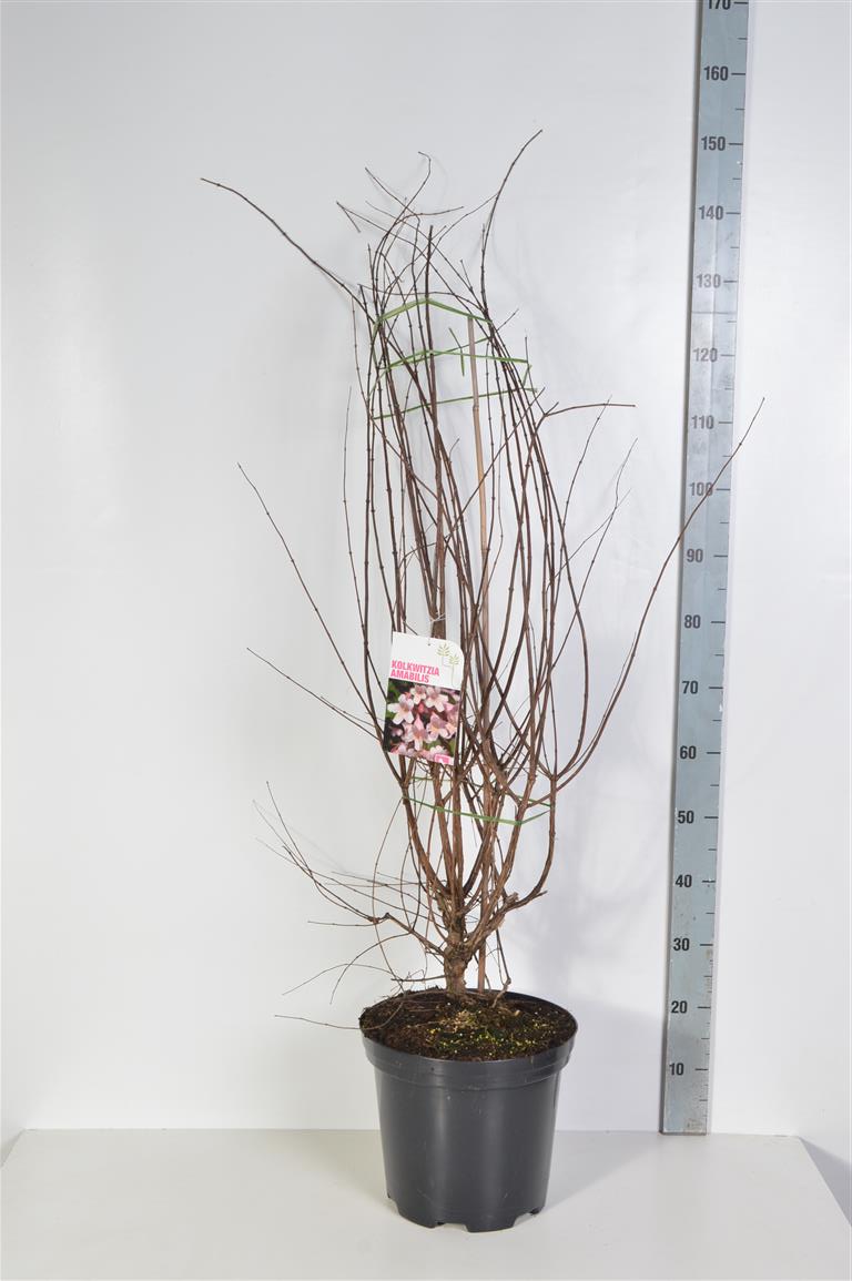 Paradisbuske (Kolkwitzia amabilis) C5 (5 liters kruka) 50-60 cm