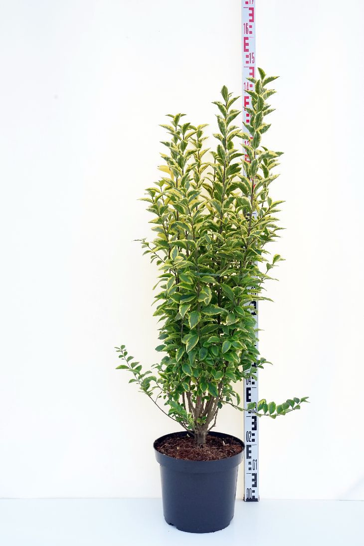 Ligustrum oval. &