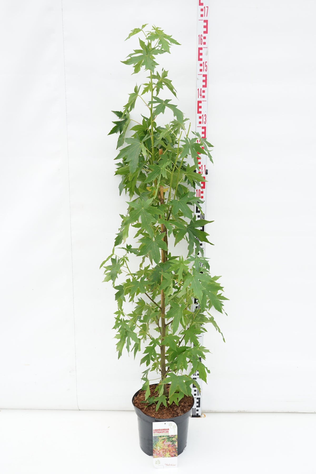 Liquidambar st. &