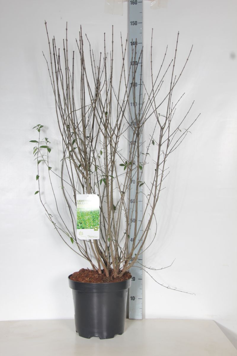 Ligustrum vulg. &