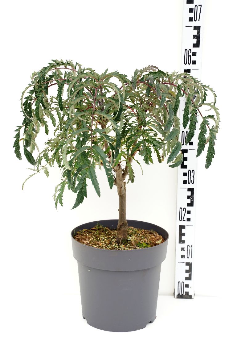 Sorbus &