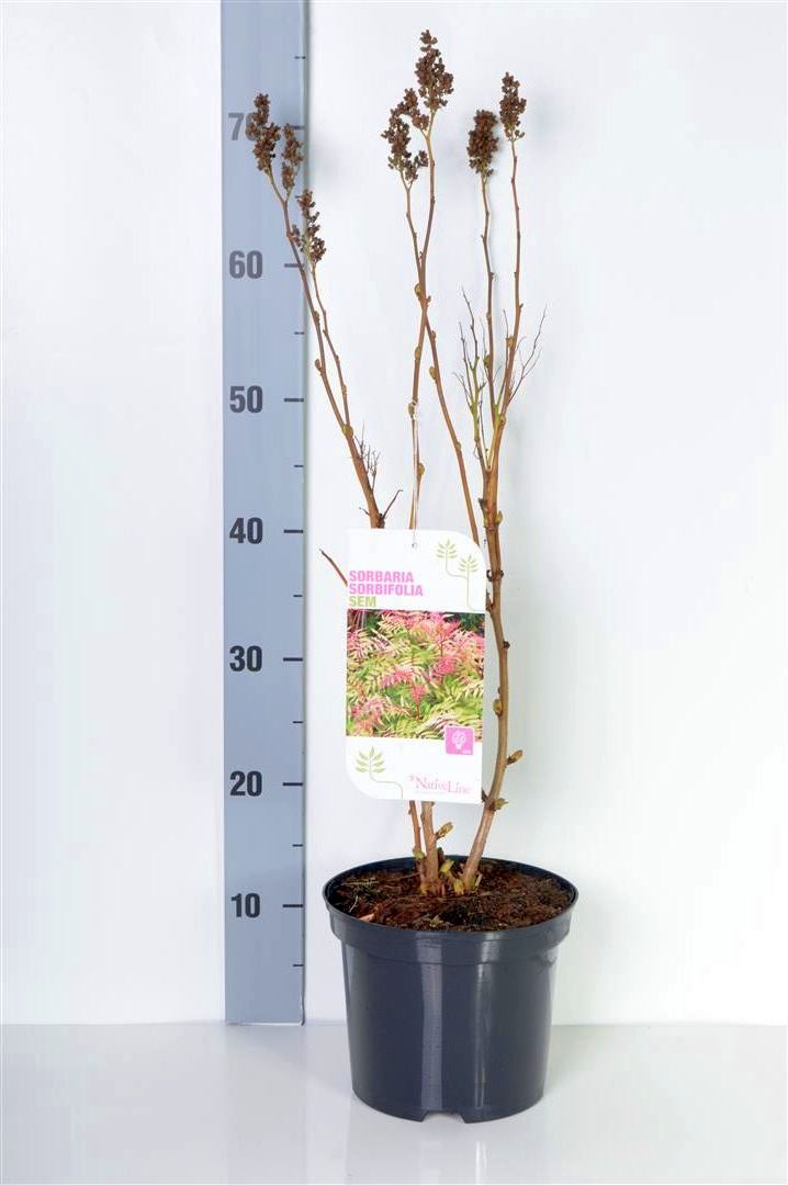 Sorbaria sorbifolia &