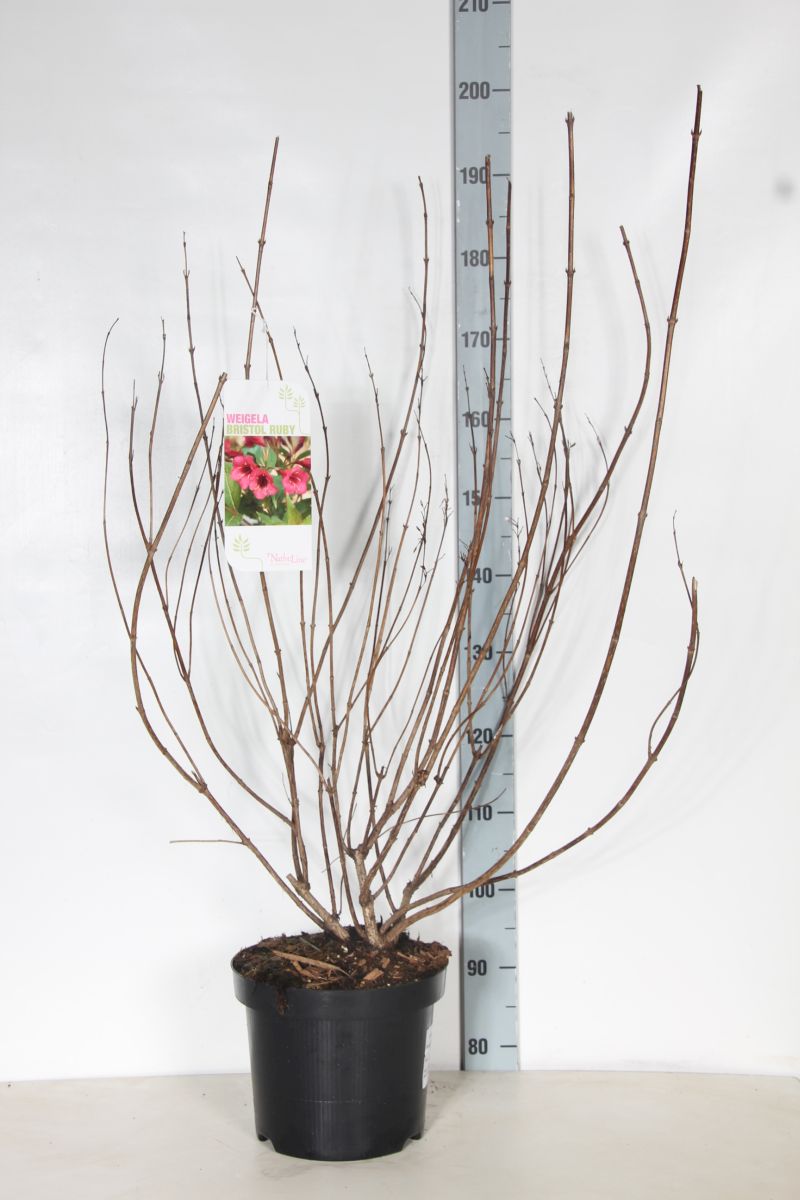 Weigela &