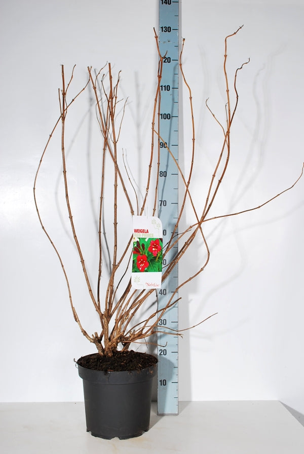 Weigela &