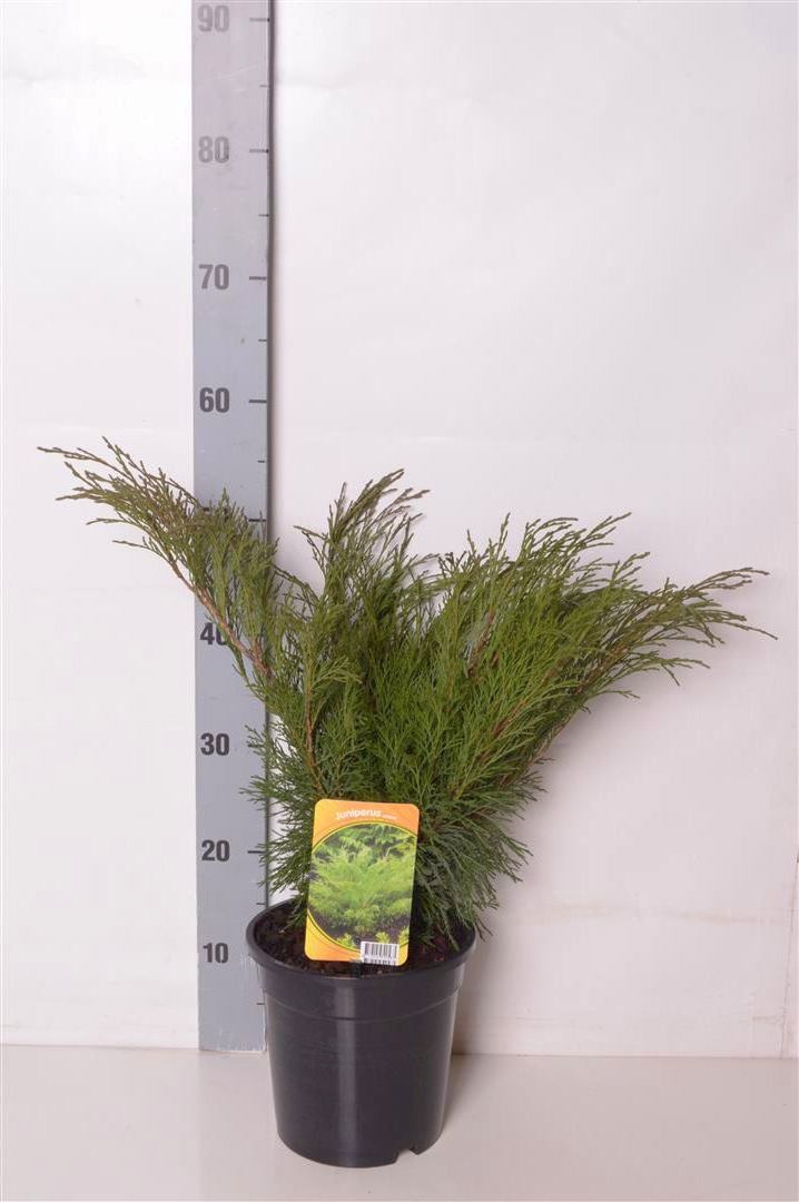 Juniperus sabina C3 (3 liters kruka) / 19 cm kruka 40-50 cm