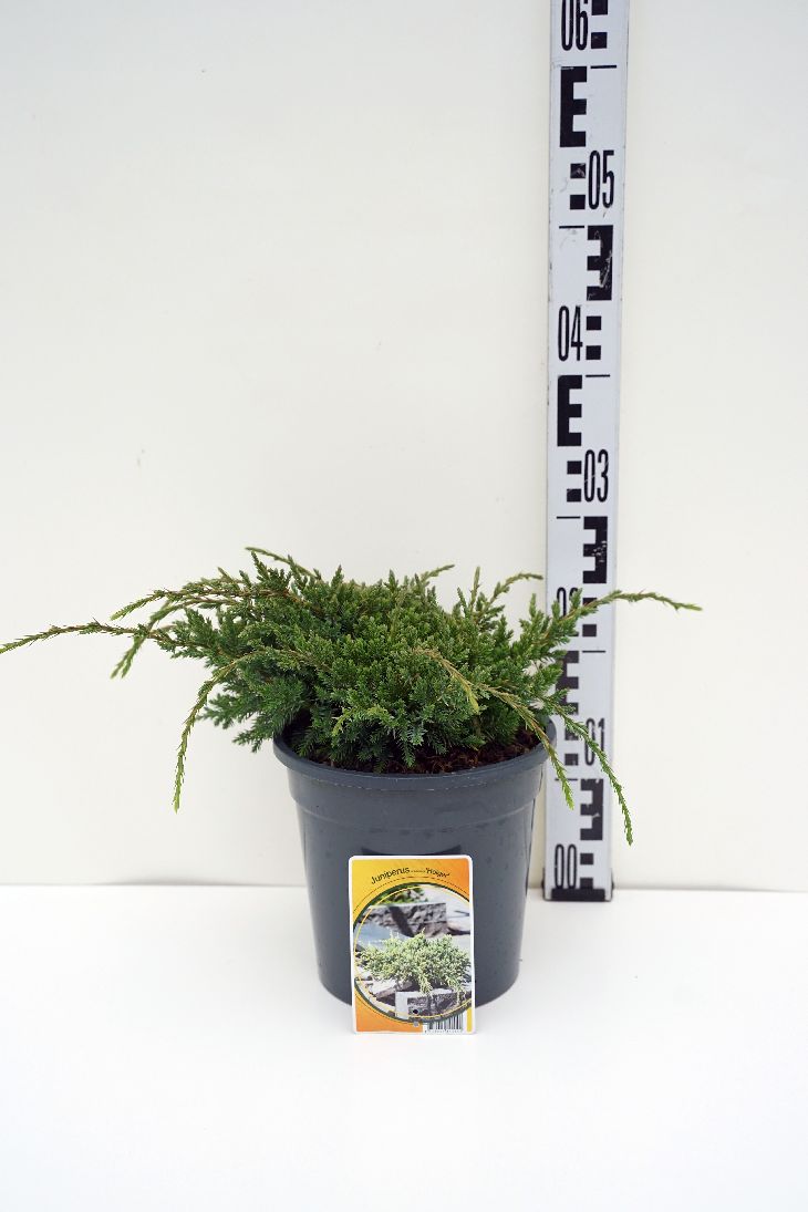 Juniperus squa. &