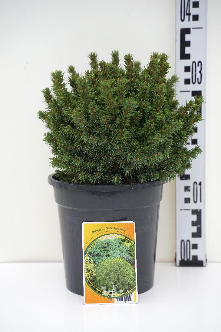 Picea gl. &