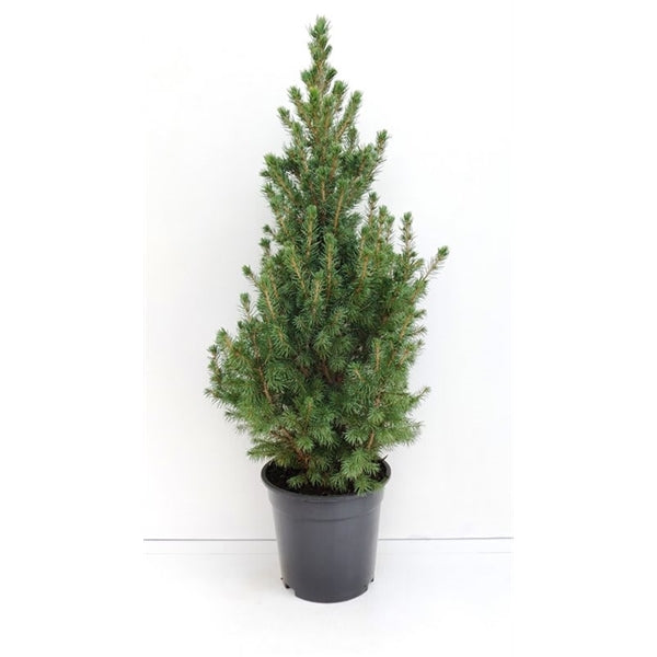 Picea glauca &