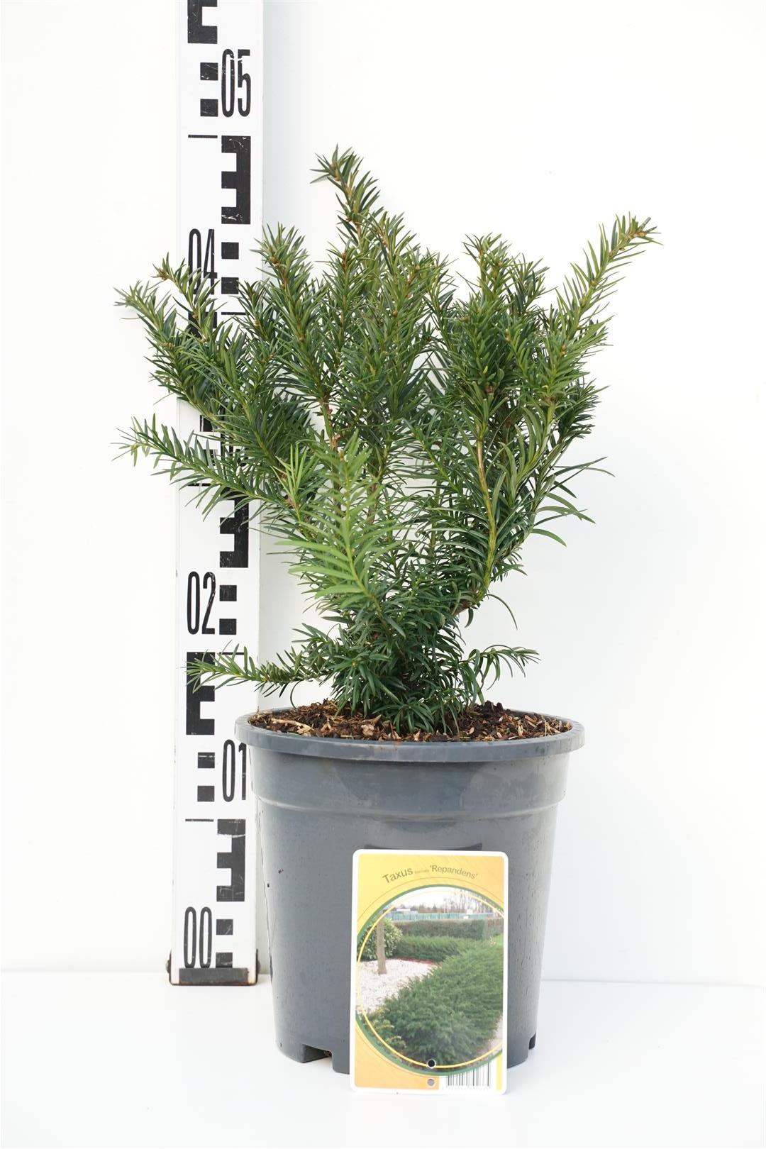 Taxus baccata &