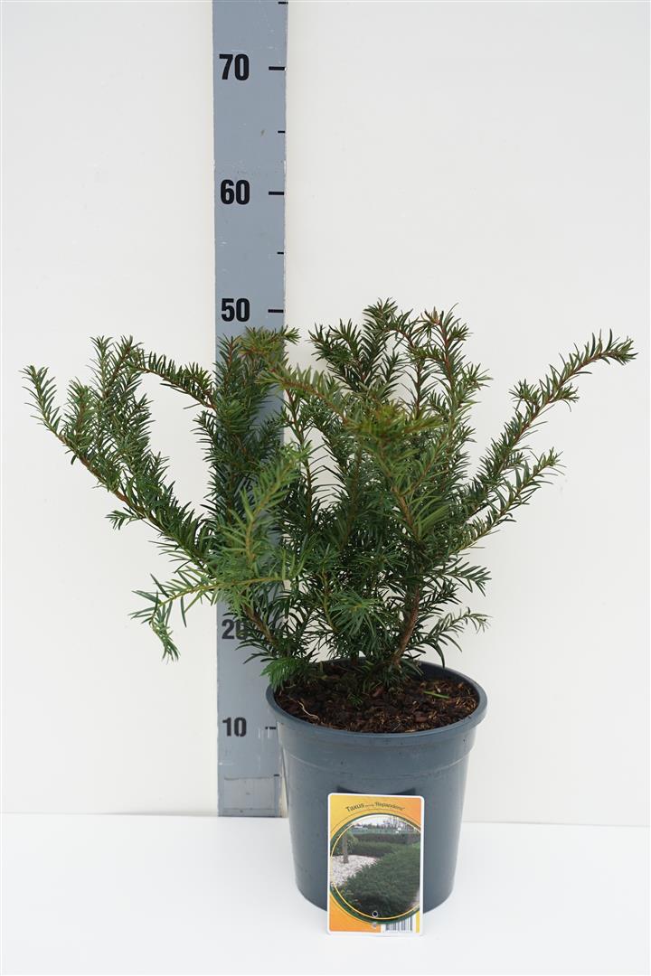 Taxus baccata &