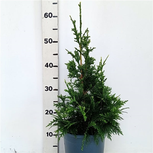 Thuja plicata &