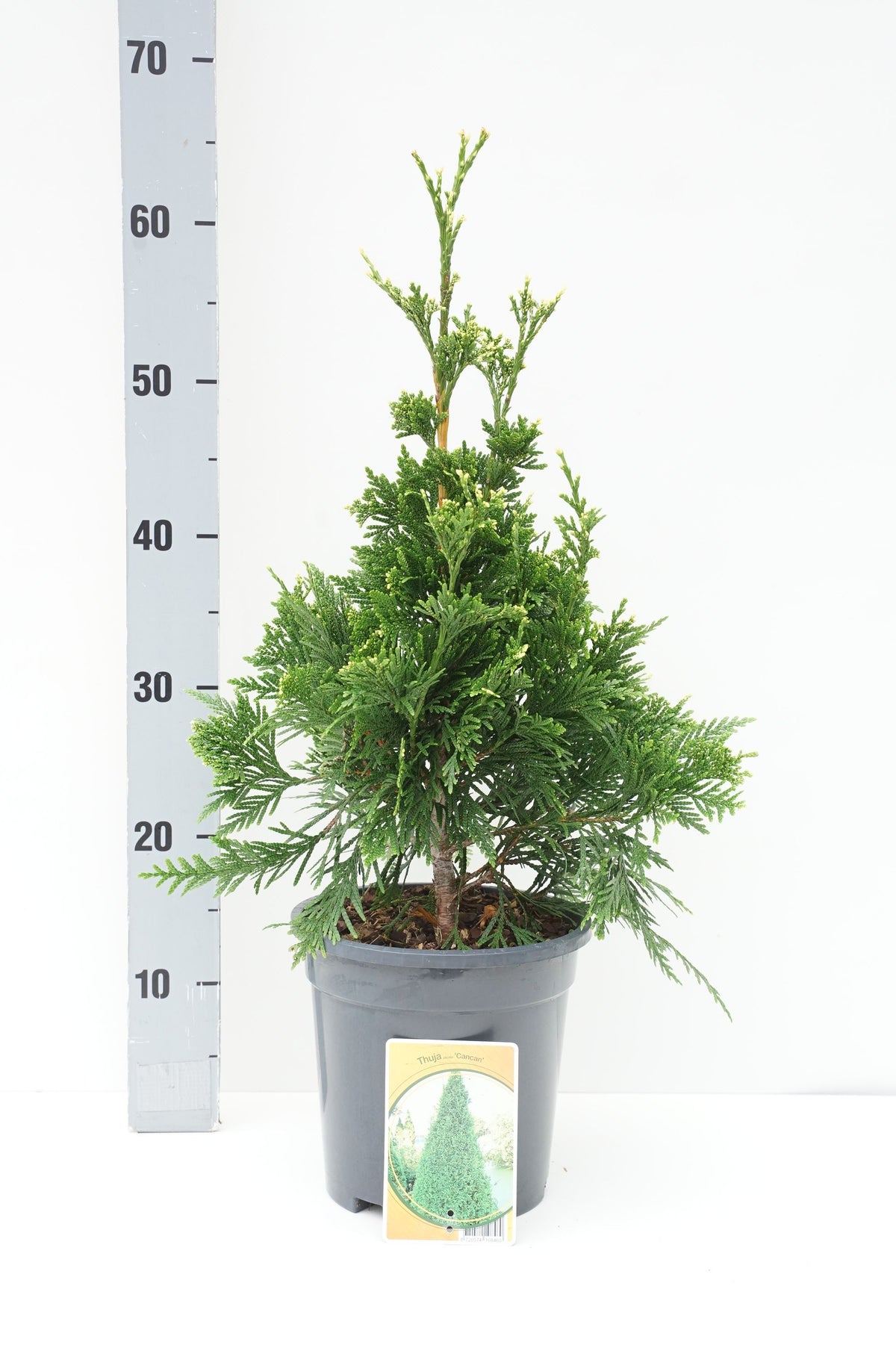 Thuja plicata &
