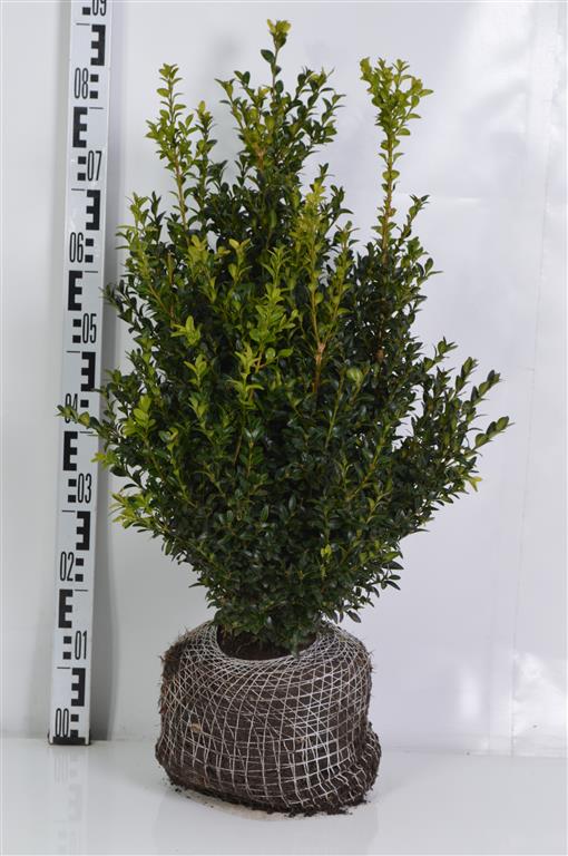 Buxus sempervirens 50-60 cm med rotklump