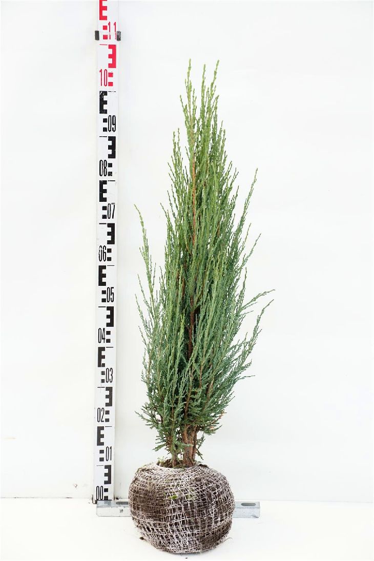 Juniperus scop. &