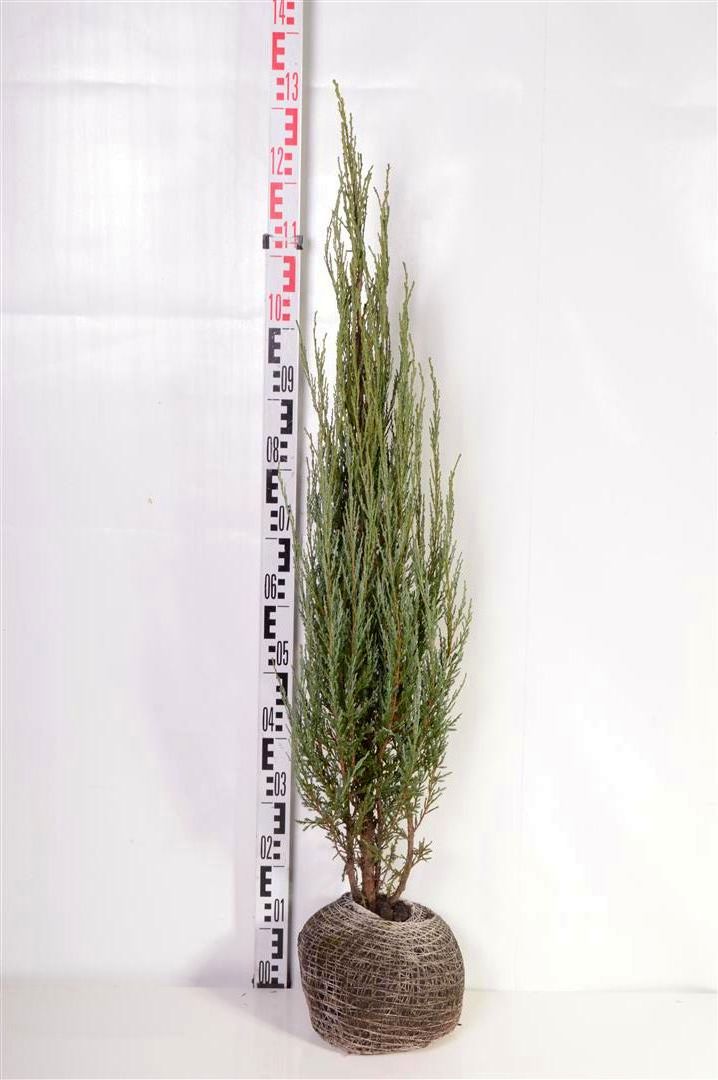 Juniperus scop. &