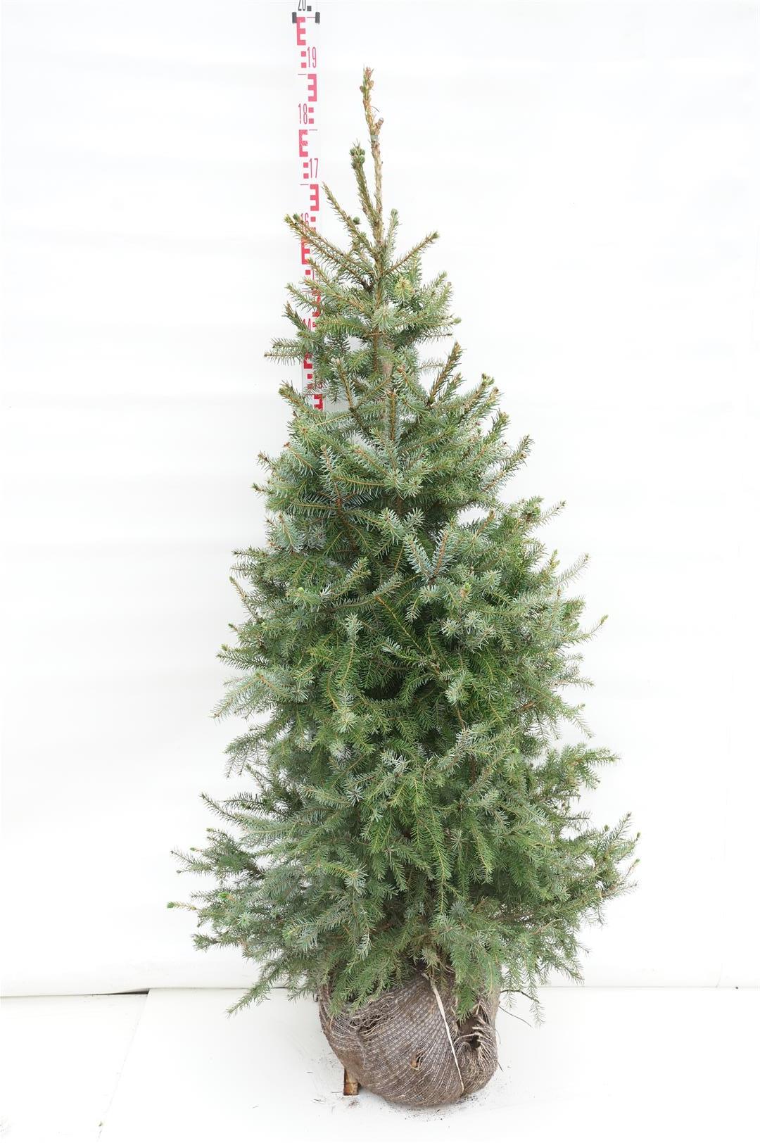 Picea omorika 150-175 cm med rotklump