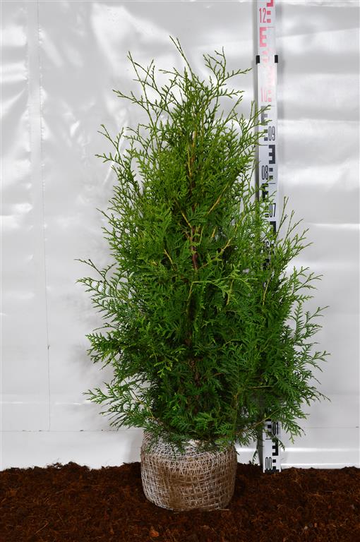 Thuja occidentalis &