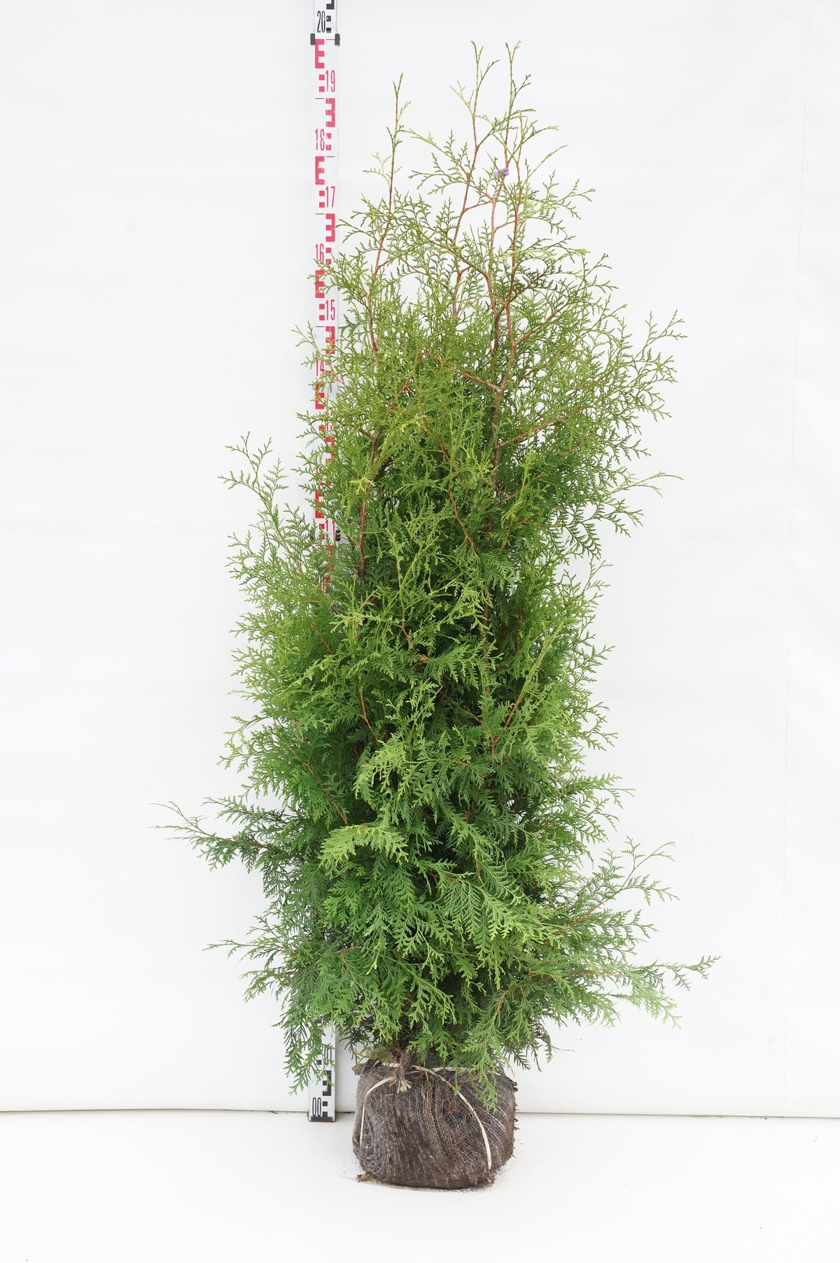 Thuja occidentalis &