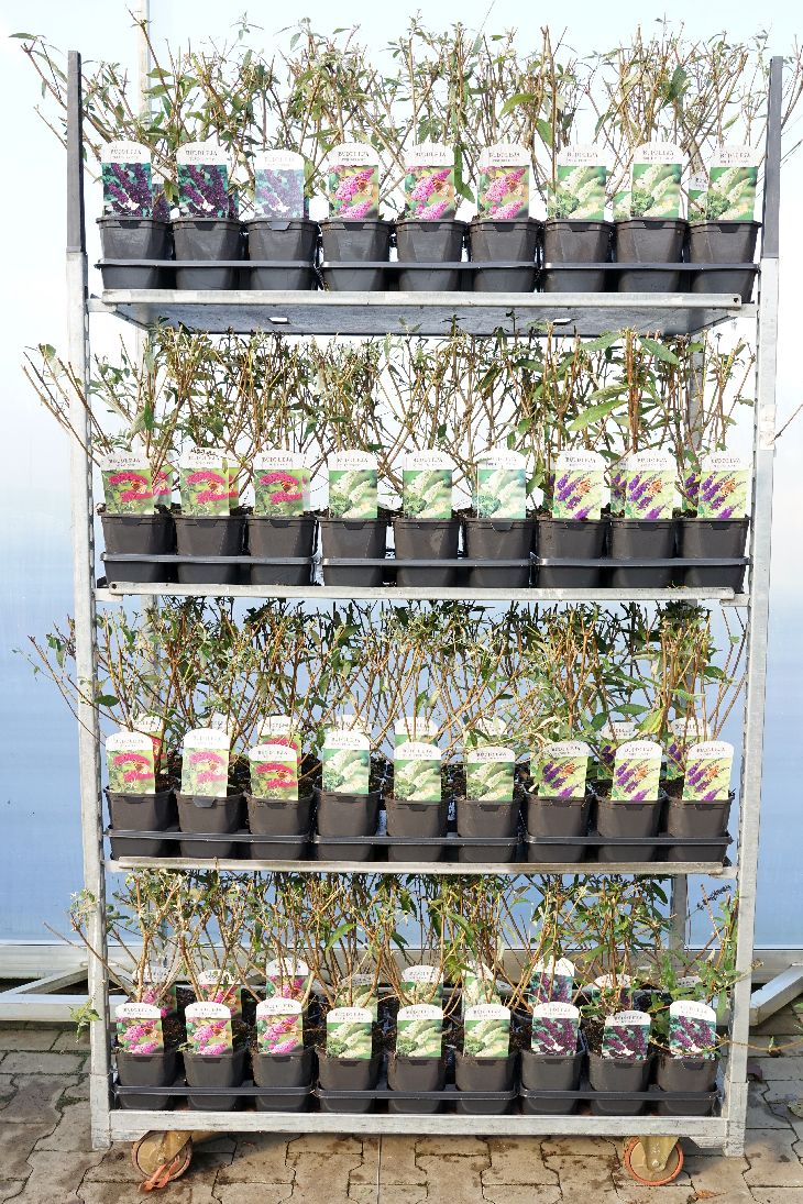 Buddleja davidii i olika sorter C2 (2 liters kruka / 17 cm kruka)
