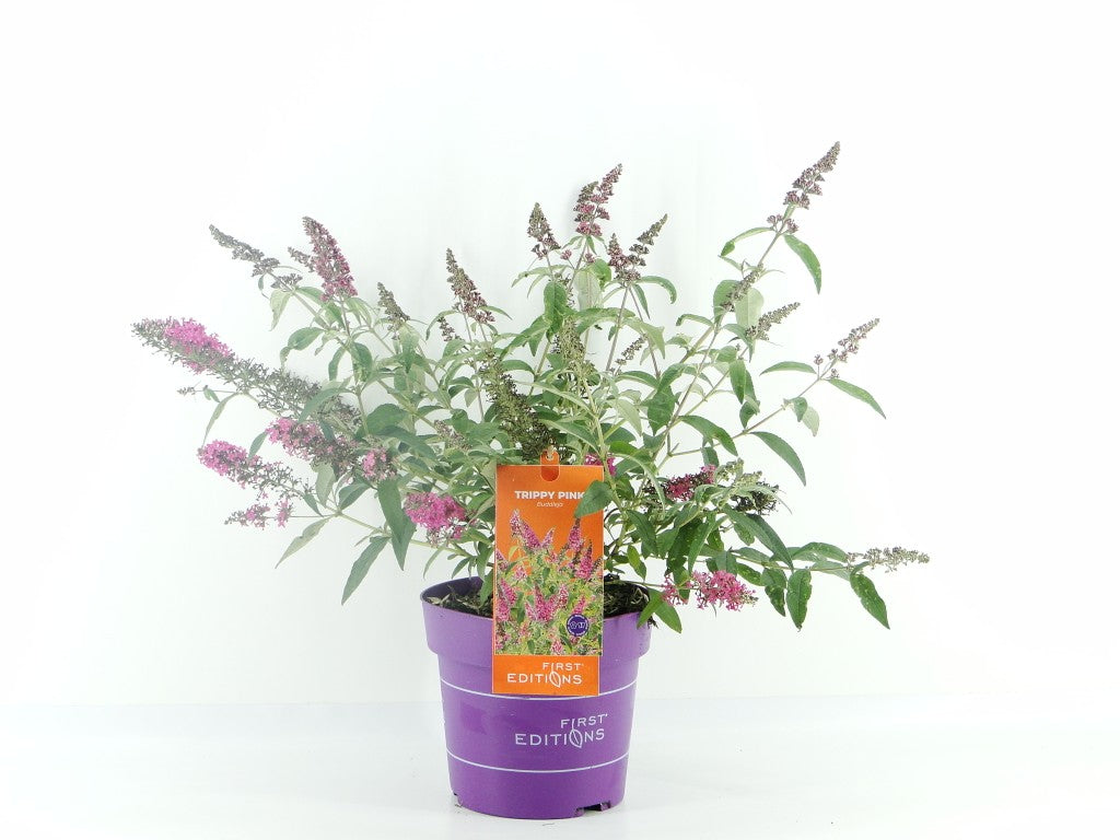 Buddleja d. &