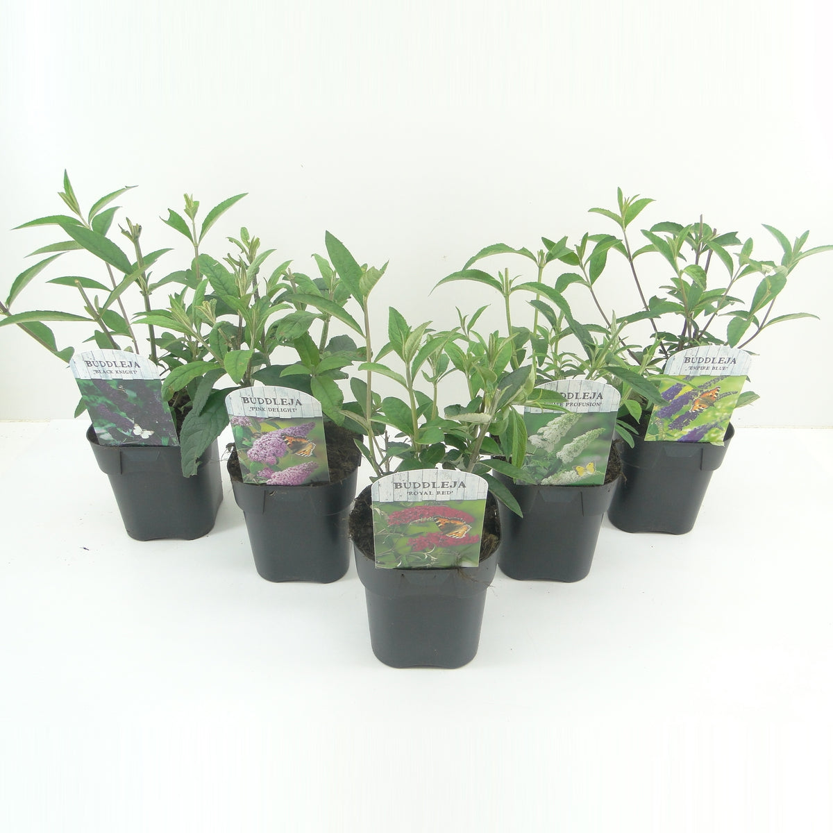 Buddleja d. &