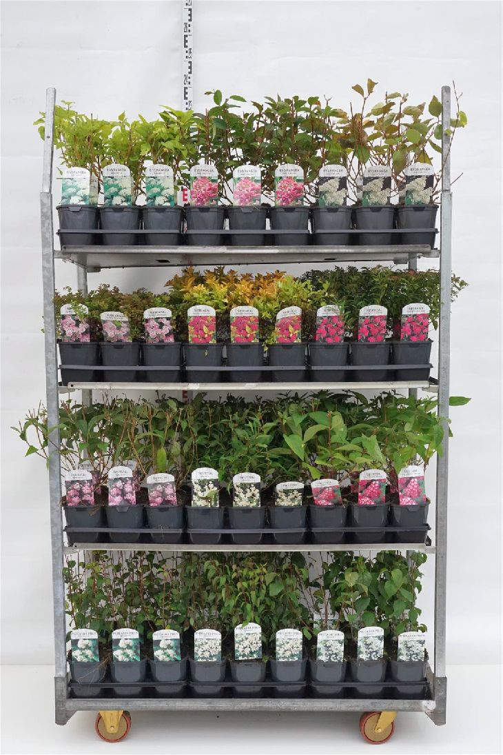 Prydnadsbuskar i sorter C2 (2 liters kruka) 20-25 cm