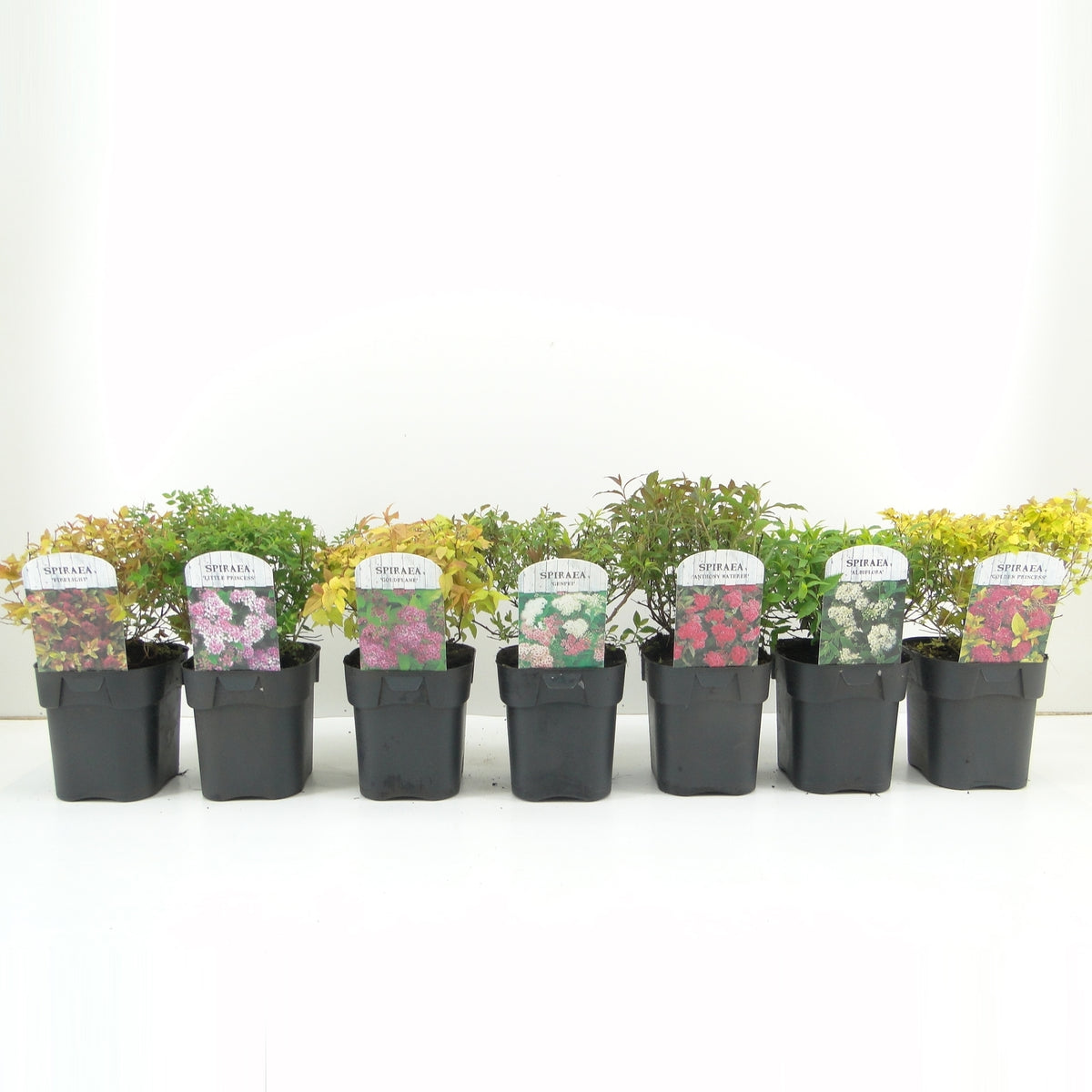 Spiraea japonica &
