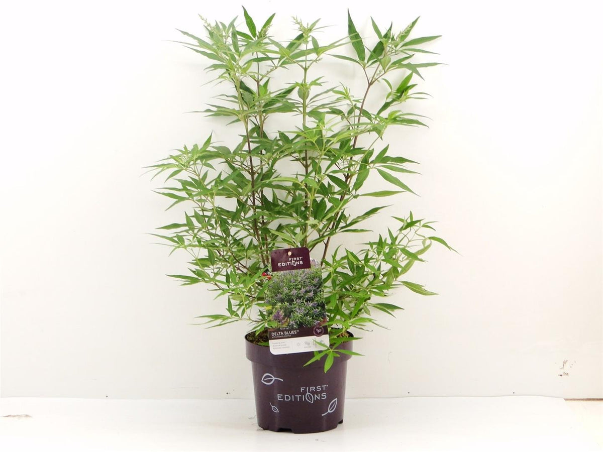 Vitex agnus-castus &