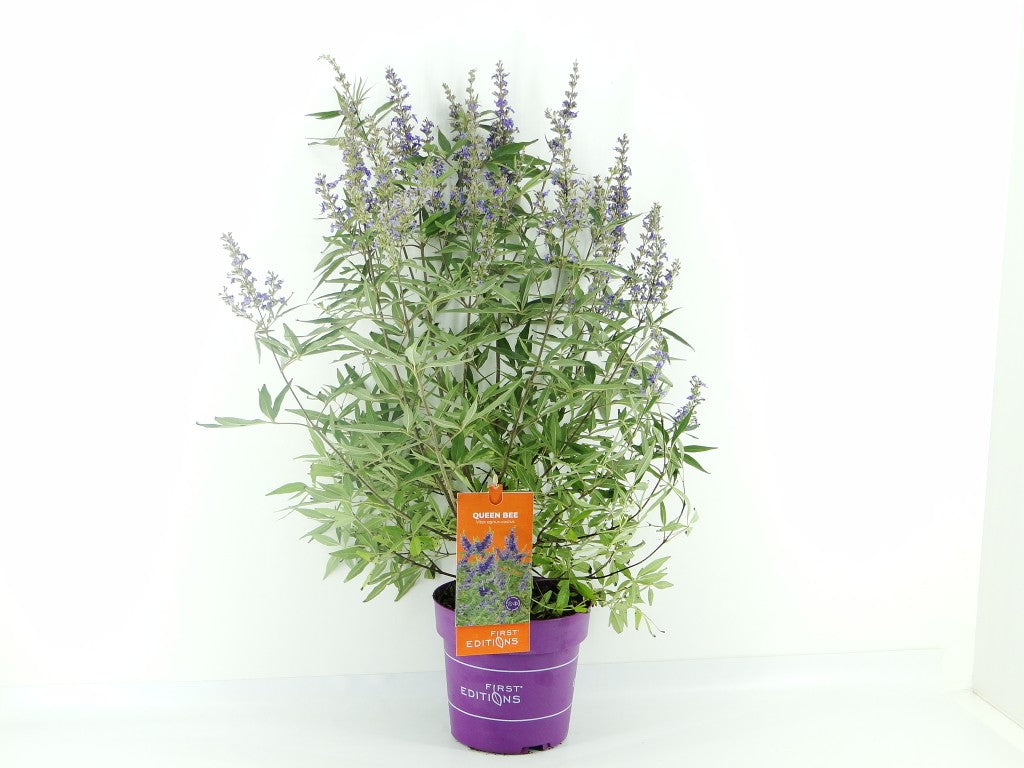 Vitex a.-c. &