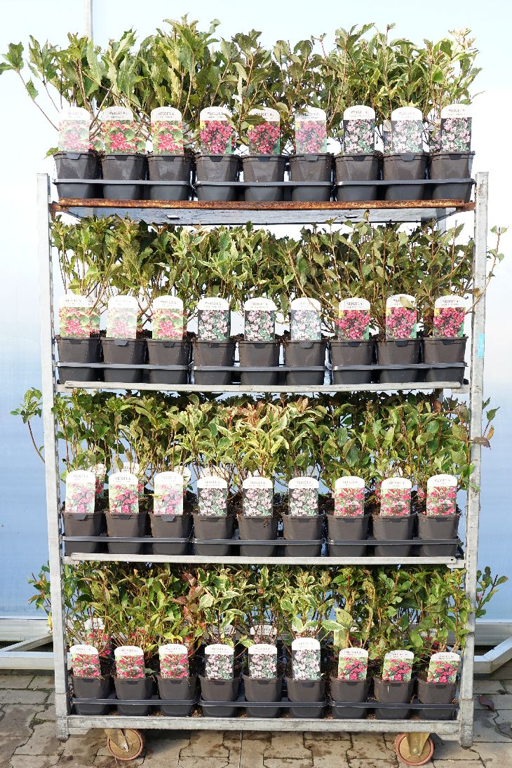 Weigela, blandade sorter C2 (2 liters kruka) / 17 cm kruka