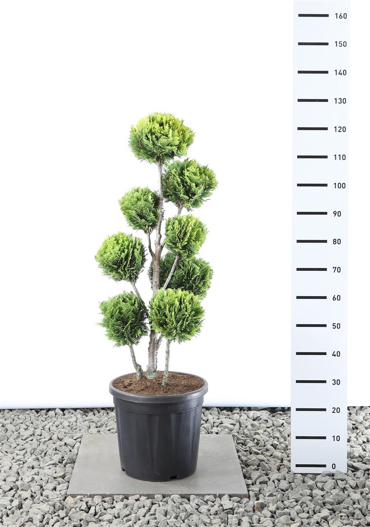 Chamaecyparis lawsoniana &