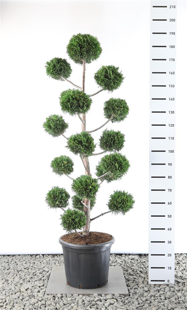Cupressocyparis leylandii Klot 125-150 cm C35 (35 liters kruka)