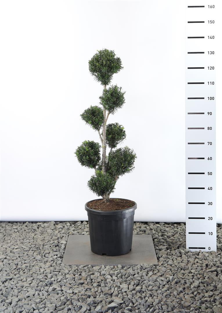 Taxus baccata flerstammig 80-100 cm C20 (20 liters kruka)