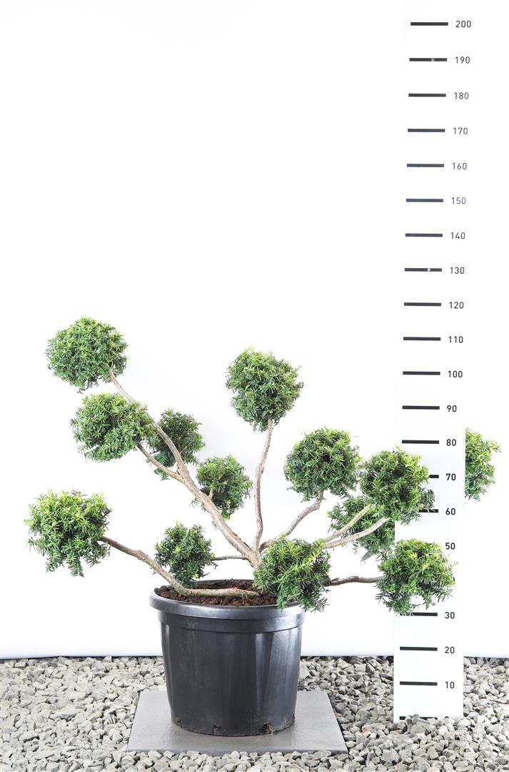 Taxus baccata &