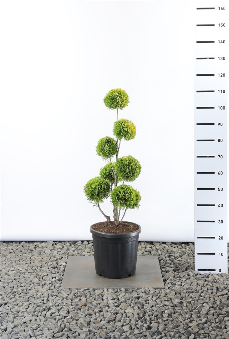 Thuja occidentalis &