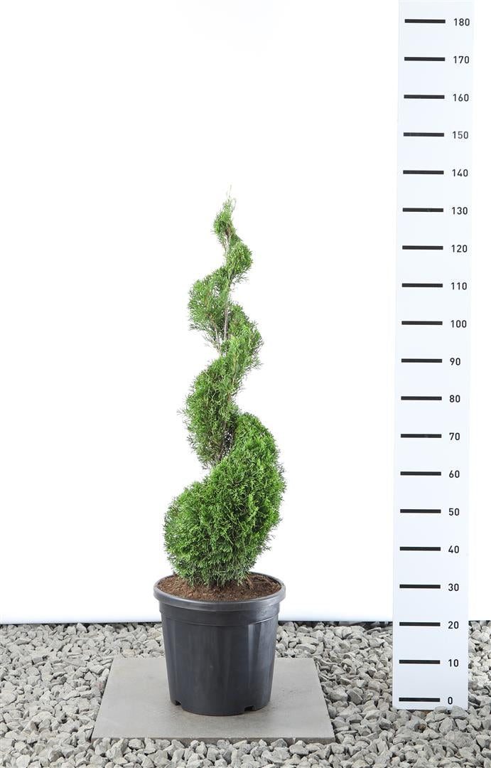 Thuja occidentalis &