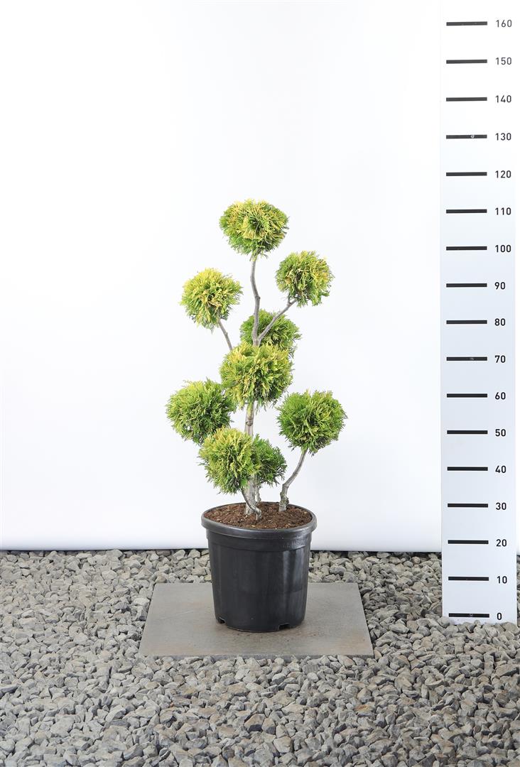 Thuja occidentalis &