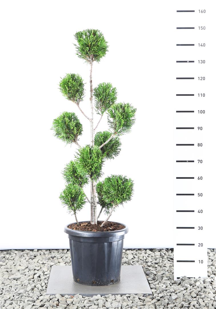 Thuja plicata &