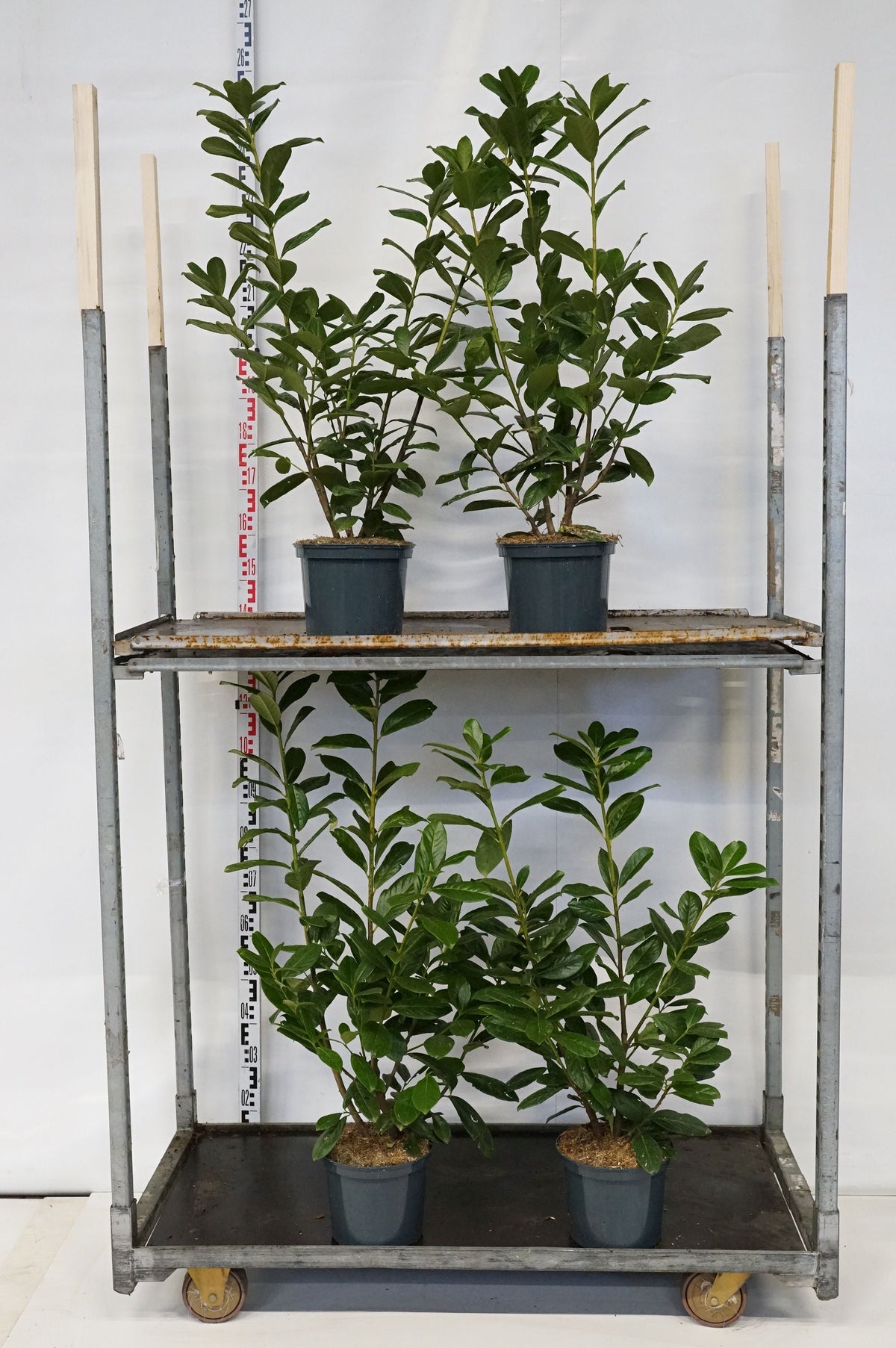 Prunus laurocerasus &