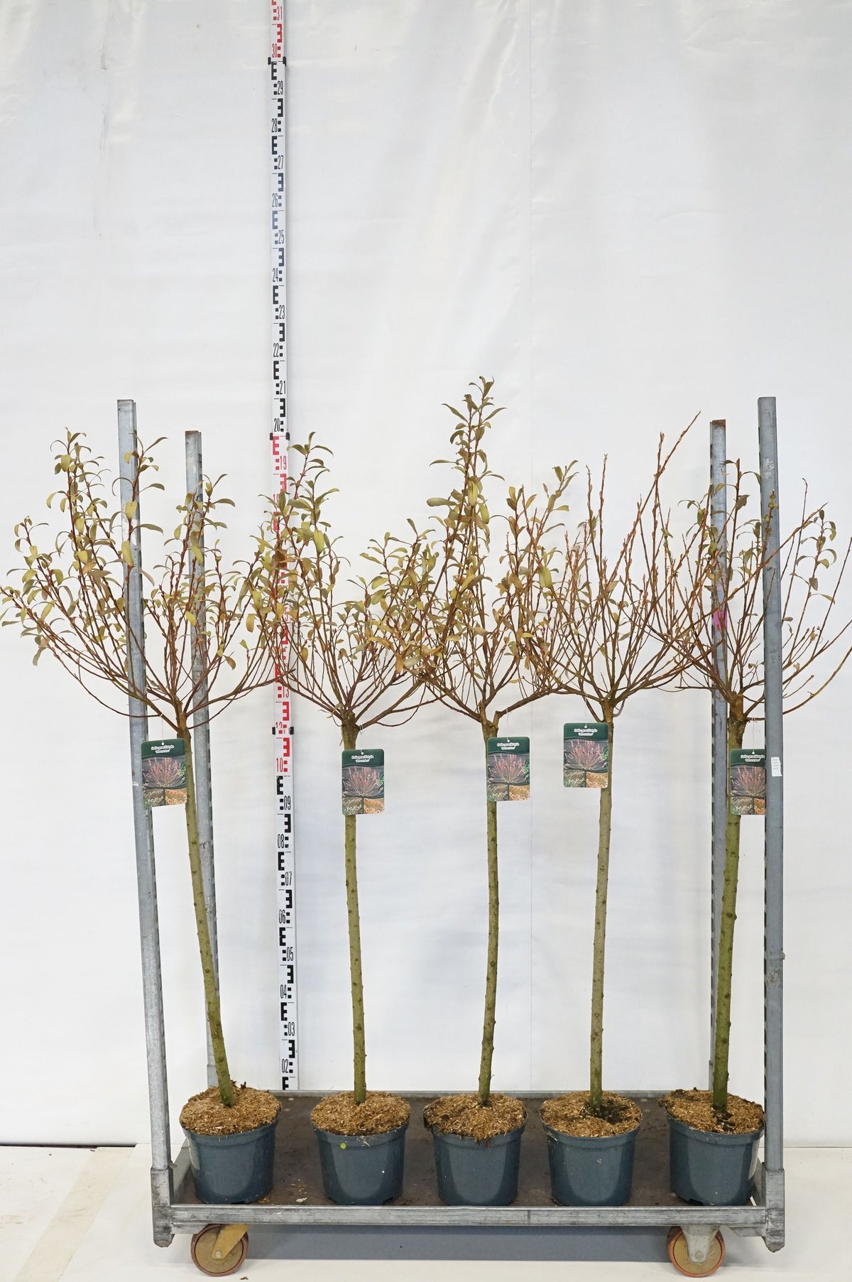 Salix chaen. &