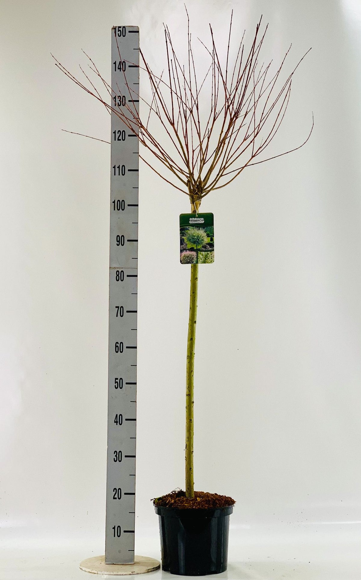 Salix integra &