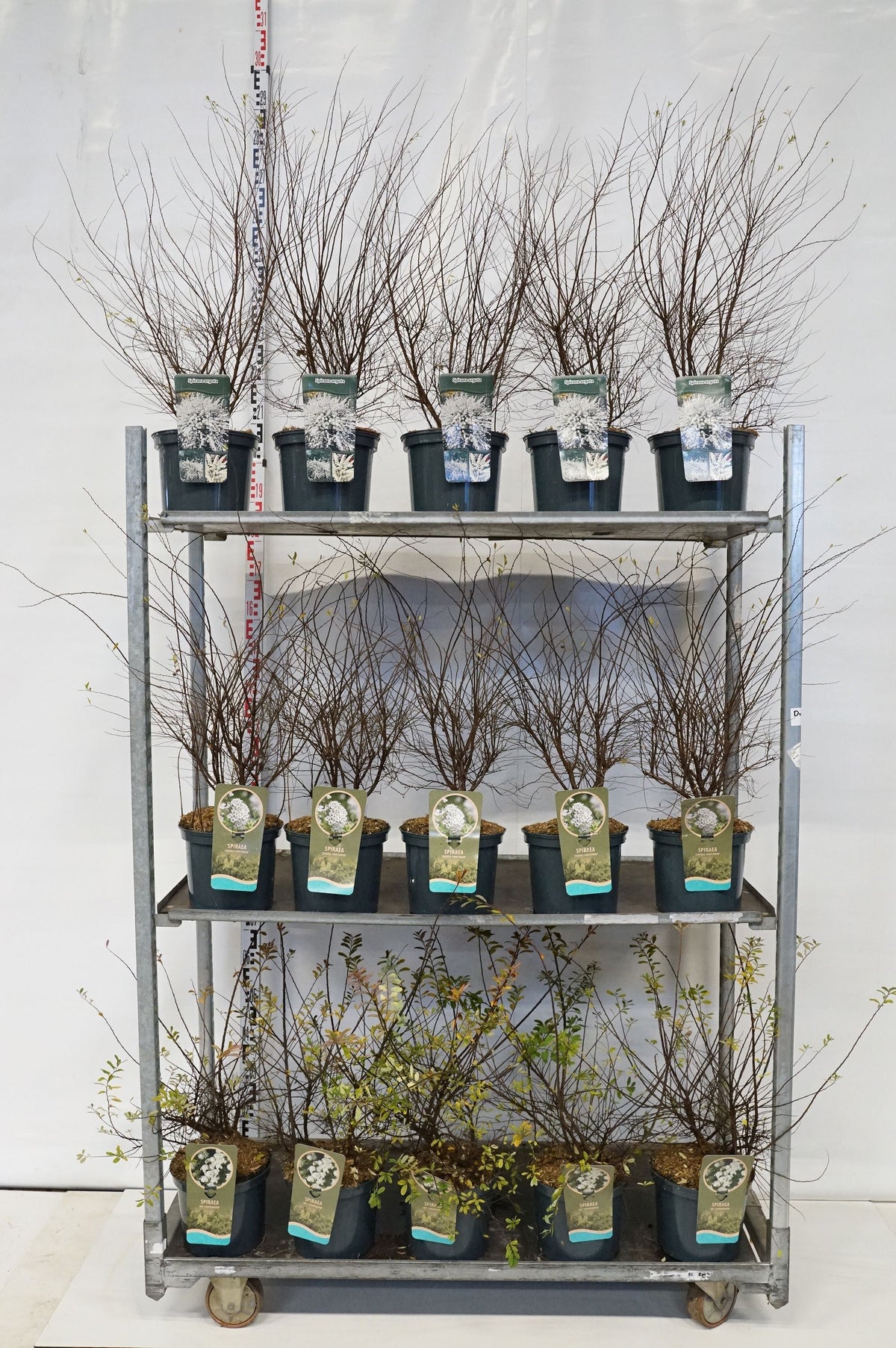 Spiraea i sorter C5 (5 liters kruka) / 23 cm kruka 60-80 cm